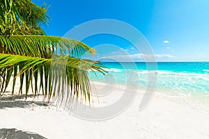 Palm trees and white sand in Anse Lazio beach