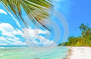 Palm trees and white sand in Anse Severe beach