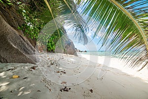 Palm trees and white sand in Anse Source d\'Argent beach