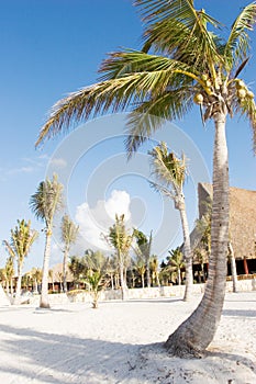 Palm Trees on white sand beach