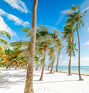 Palm trees and white sand in Bois Jolan beach in Guadeloupe