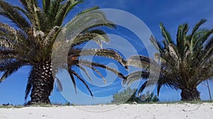 Palm trees and white sand in Maria Pia beach in Alghero. Sardinia