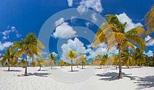 Palm trees on the white sand. Playa Sirena. Cayo photo