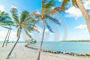 Palm trees and white sand in Sombrero beach photo