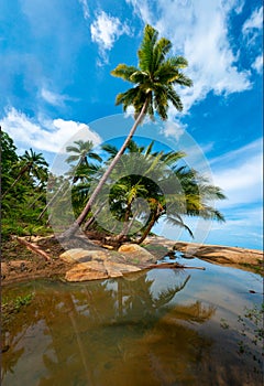 Palm trees on a wild and inaccessible beach in Thailand. Palm trees bent over the water. Palm trees on the seashore