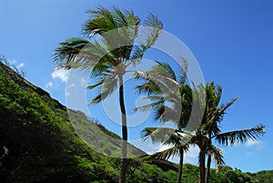 Palm trees in the wind