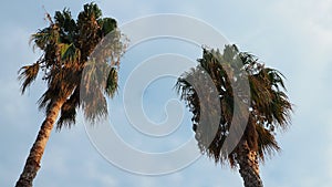 Palm trees in the wind against the blue sky and clouds in the summer evening. Sunset. Herceg Novi, Montenegro. Tropical