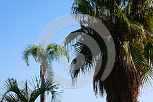 Palm trees on the wind against a blue sky, tropical palms background.