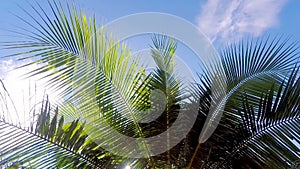 Palm trees in the wind. Sunlight between the branches. Glare from the sun. Blue sky. Tropical