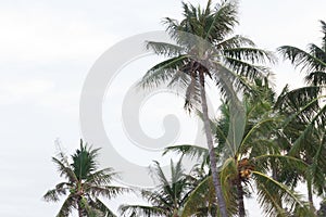 Palm trees in the wind on a tropical coastline in Thailand. Cop