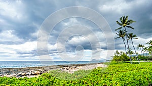 Palm trees in the wind under cloudy sky at the ocean