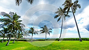 Palm trees in the wind under cloudy sky at the ocean