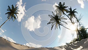 Palm trees at windy sandy beach, seamless loop