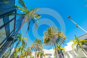 Palm trees in world famous Rodeo Drive in Beverly Hills
