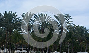 Palm treesgarden in Gran Canaria