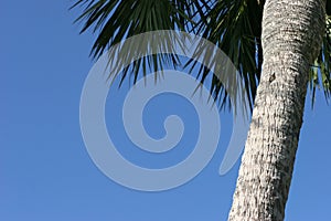 Palm treewith blue sky.