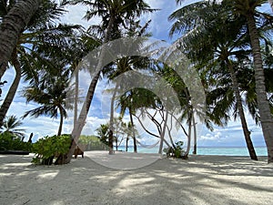 Palm tress by the beach