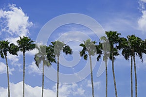 Only palm trees with blue sky background