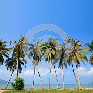 Palm tress on ocean beach with blue sky photo