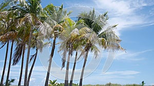 Palm Tress in the wind