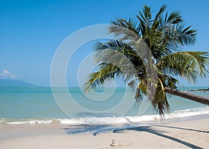 Palm on tropical beach