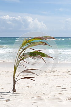 Palm and tropical beach