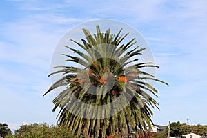 Palm tree blossom close-up