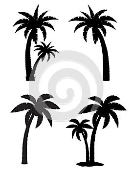 Palm tropical tree set icons black silhouette