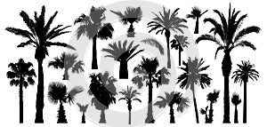 Palm tropical trees silhouette. Isolated on white background. Vector set
