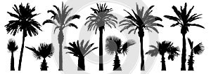 Palm tropical trees. Silhouette vector set