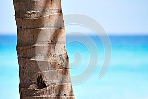 Palm trunk and a beautiful beach