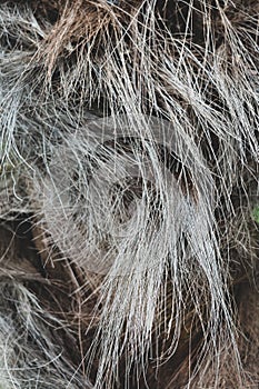 Hairy trunk of a palm tree close-up.