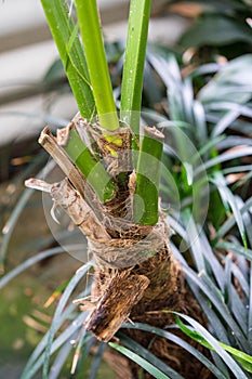 Palm trunk from howea forsteriana arecaceae kentiapalm from the lord-howe-islands