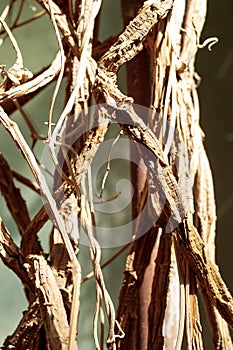 Palm trunk macro nature texture pattern photo