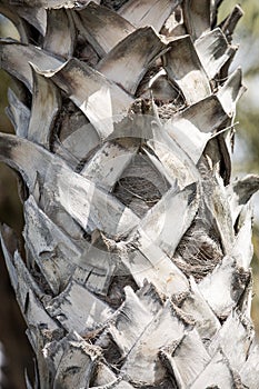 Palm trunk texture close up