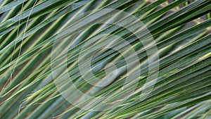 Palm twig texture, close-up of palm leaves