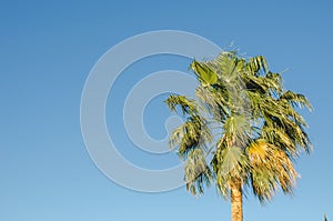 Palm under the sun against the background of the blue sky. Natural landscape