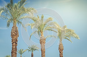 Palm under the sun against the background of the blue sky. Natural landscape