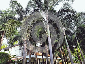 palm unobstructed level building