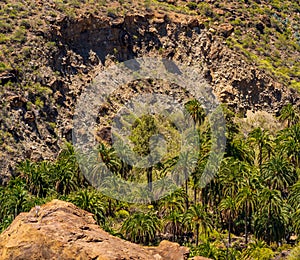 Palm valley of Arteara, Gran Canaria