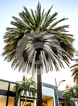 Palm, Via Rodeo - Rodeo Drive - Los Angeles, LA, California, CA