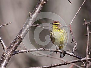 Palm Warbler