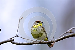 Palm Warbler  805337