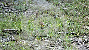 Palm warbler at the Anne Kolb Nature Center