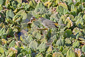 Palm Warbler With Catch, Insect In Its Beak