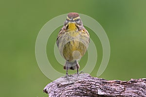 Palm Warbler (dendroica palmarum) photo