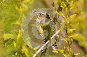 Palm warbler migrating in the fall through the Minnesota River Valley National Wildlife Refuge