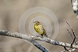 Palm Warbler in Millbrook, NY