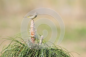 Palm Warbler Perched Atop Young Longleaf Pine