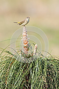 Palm Warbler Perched Atop Young Longleaf Pine